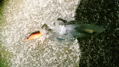 ヒイカ爆釣