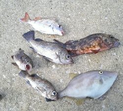 五目達成ならず