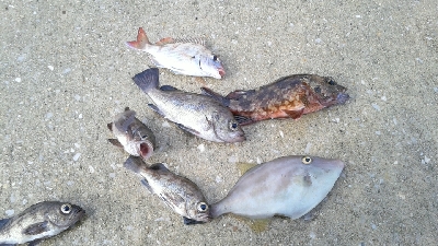 五目達成ならず