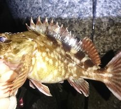 釣れないときはガッシー