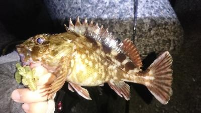 釣れないときはガッシー