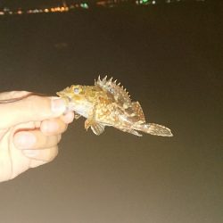 メバリング ちっこいのばっか