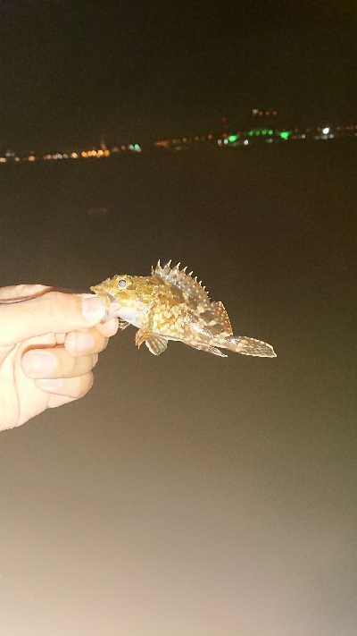 メバリング ちっこいのばっか