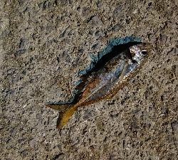 アジングのつもり