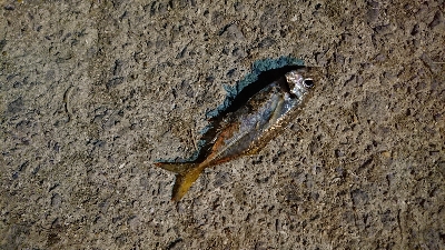 アジングのつもり