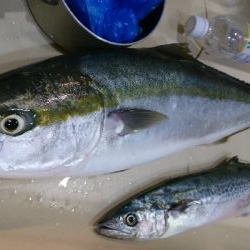 久しぶりの引き