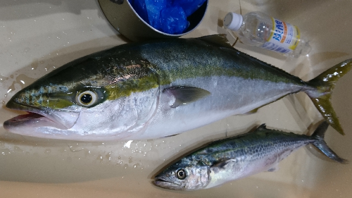 久しぶりの引き