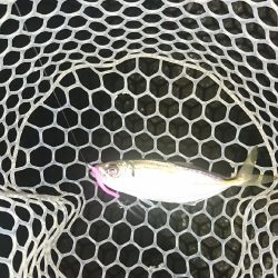 アジ、サバ、メバル