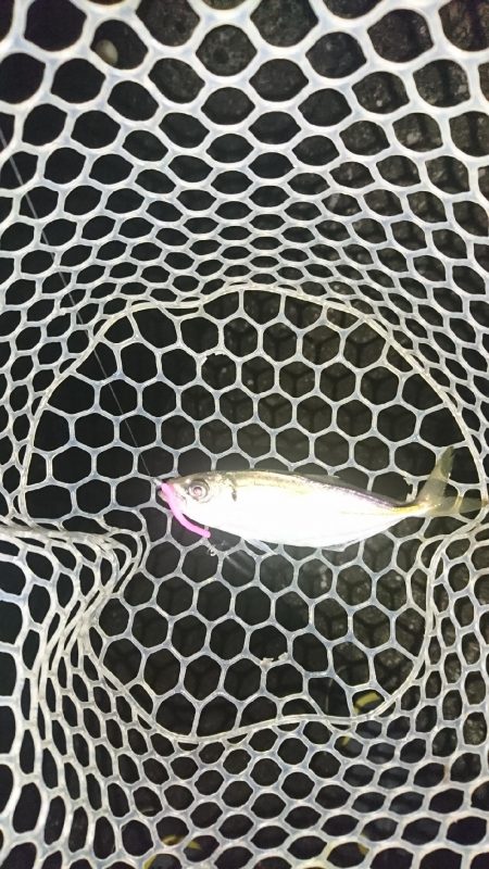 アジ、サバ、メバル