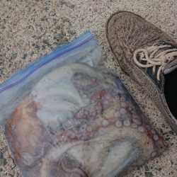 秋タコ良くなってきました〜