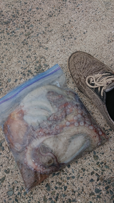 秋タコ良くなってきました〜