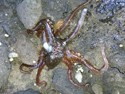 ショアジギング、鰹の王さまスマカツオ