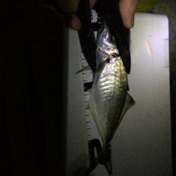 アジング良型交じり、ウキタチウオ