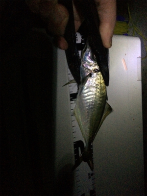 アジング良型交じり、ウキタチウオ