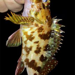 アジンガー1810〜1845 2000〜2105