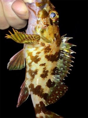 アジンガー1810〜1845 2000〜2105