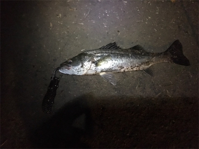 夕まずめからの爆釣フィッシング