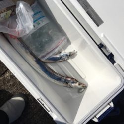 朝一ショアジギング