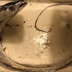 今日はシブいです。