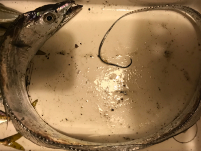 今日はシブいです。