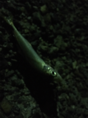 早朝ライトゲーム