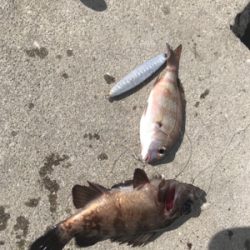 癒され五目から、昼ミノー太刀♫