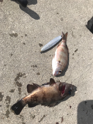 癒され五目から、昼ミノー太刀♫