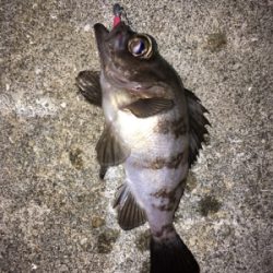 豆アジいっぱい