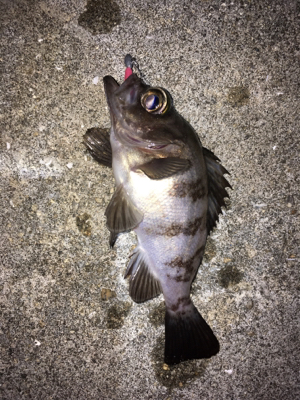 豆アジいっぱい