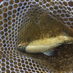 裾野フィッシングパーク釣行!