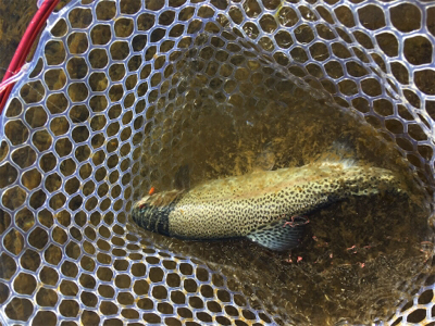 裾野フィッシングパーク釣行!