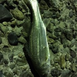 いつもの場所ライトゲーム