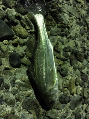 いつもの場所ライトゲーム