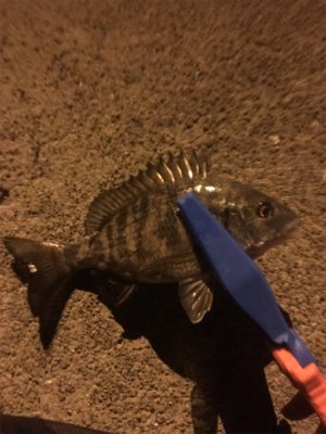 アジングでチニング