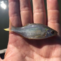 淀川タナゴ釣り