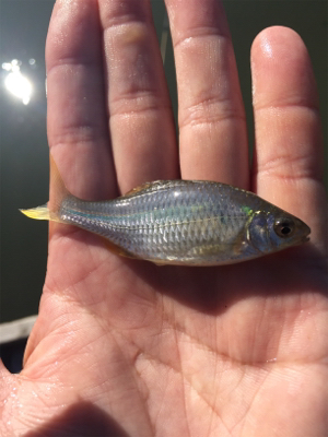 淀川タナゴ釣り