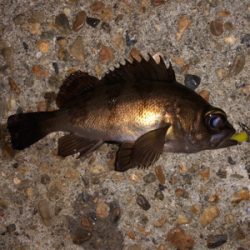 癒しの豆サイズ