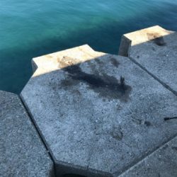 アオリイカ釣果