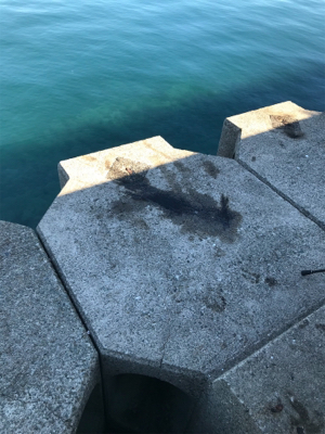 アオリイカ釣果