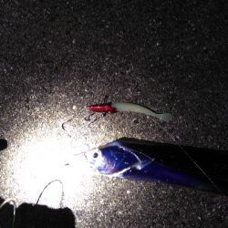 ドラゴン狙いがミニリュウだった