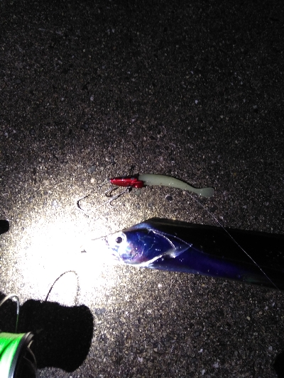 ドラゴン狙いがミニリュウだった