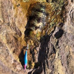 秋イカエギング