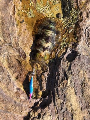 秋イカエギング