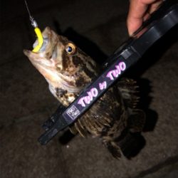 多魚種釣れました(´∇`)