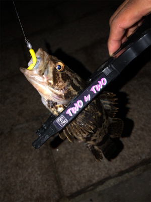 多魚種釣れました(´∇｀)