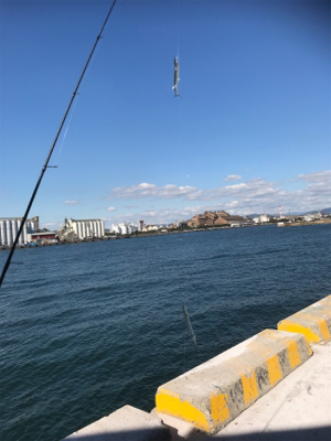 ダンゴ釣りのはずが