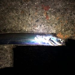 タチアジ祭り〜(^^)