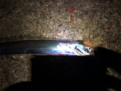 タチアジ祭り〜(^^)