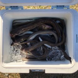 アナゴが大爆釣です