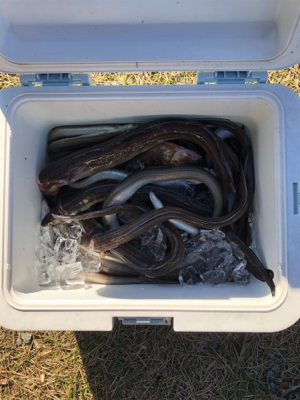 アナゴが大爆釣です